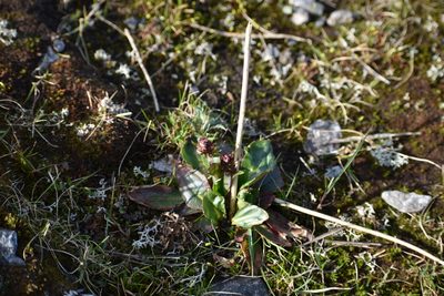 Micranthes hieraciifolia, photographed by Сергей Крыленко