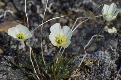 Oreomecon radicata, photographed by Сергей Крыленко