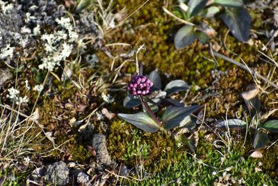 Valeriana capitata, photographed by Сергей Крыленко