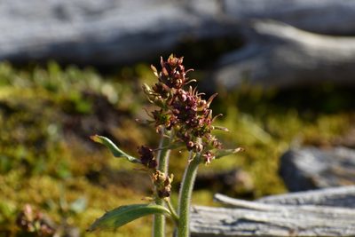 Micranthes hieraciifolia, photographed by Сергей Крыленко