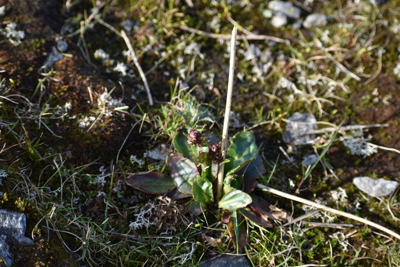 Micranthes hieraciifolia, photographed by Сергей Крыленко