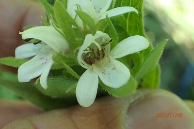 Justicia andromeda, photographed by Peter Warren