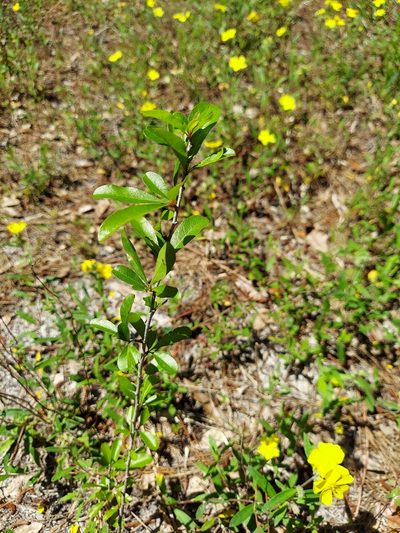Sideroxylon reclinatum, photographed by Athena Philips
