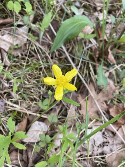 Ranunculus harveyi, photographed by Miranda Kohout