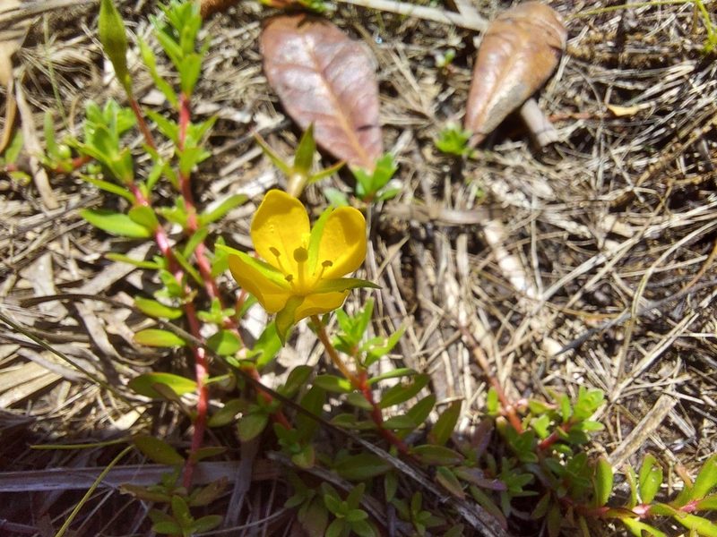 Ludwigia arcuata, photographed by Athena Philips