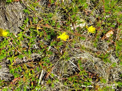 Ludwigia arcuata, photographed by Athena Philips