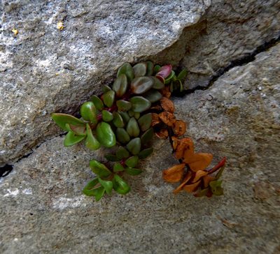 Epilobium gracilipes, photographed by Peter de Lange