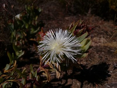 Erepsia lacera, photographed by Henry de Lange