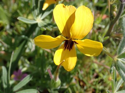 Viola douglasii, photographed by Steve Woodward