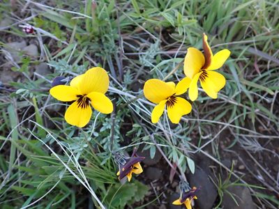Viola douglasii, photographed by Steve Woodward