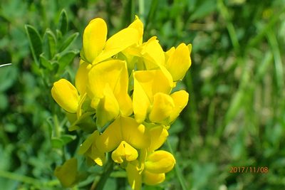 Crotalaria dura, photographed by Peter Warren
