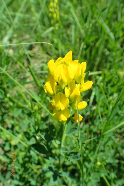 Crotalaria dura, photographed by Peter Warren