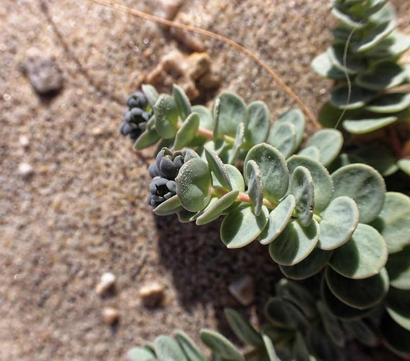 Linaria thymifolia, photographed by Donald Davesne