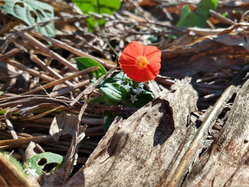 Ipomoea indivisa, photographed by William G. Borges