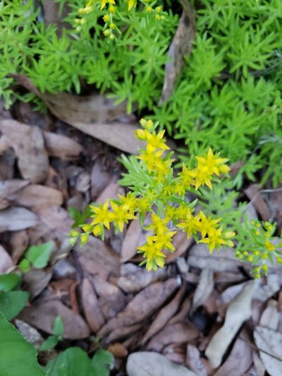 Sedum mexicanum, photographed by Robert Guralnick