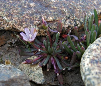 Lewisia pygmaea, photographed by Steve Matson