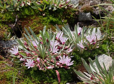 Lewisia longipetala, photographed by Steve Matson
