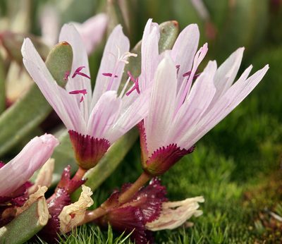 Lewisia longipetala, photographed by Steve Matson