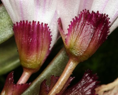 Lewisia longipetala, photographed by Steve Matson