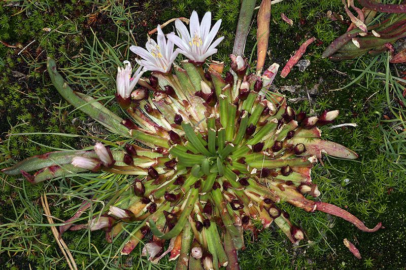Lewisia longipetala, photographed by Steve Matson