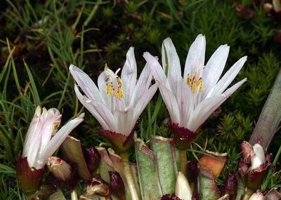 Lewisia longipetala, photographed by Steve Matson