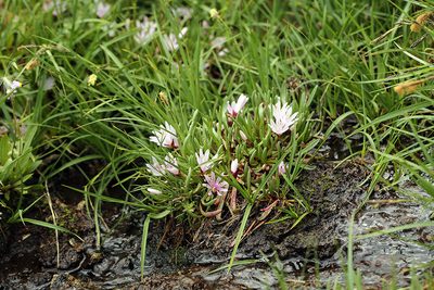 Lewisia longipetala, photographed by Steve Matson
