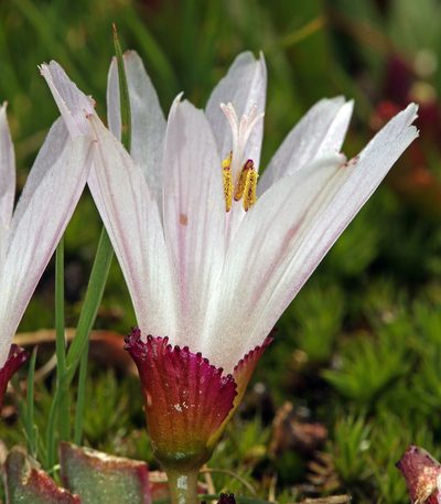 Lewisia longipetala, photographed by Steve Matson