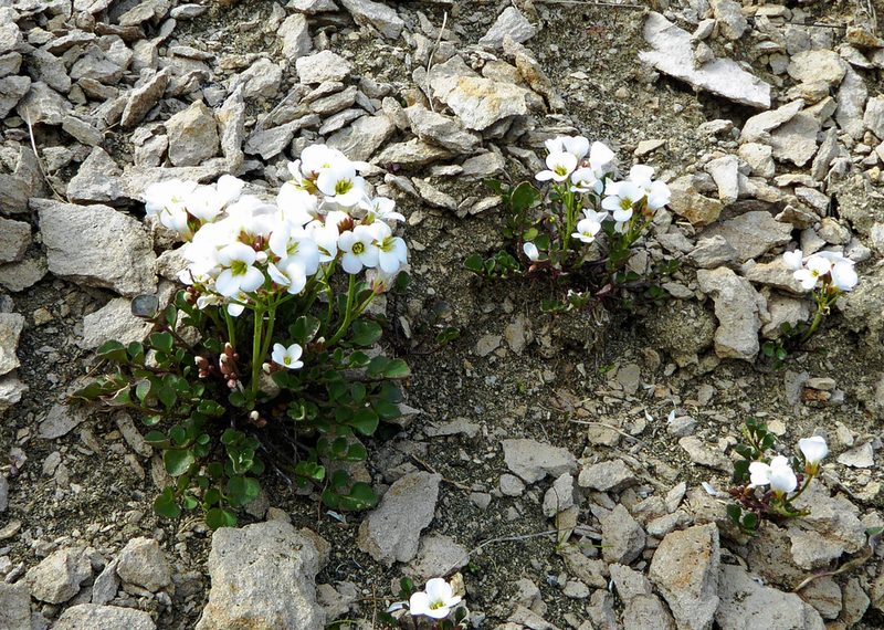 Cardamine magnifica, photographed by Peter de Lange
