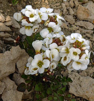 Cardamine magnifica, photographed by Peter de Lange