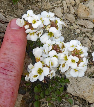 Cardamine magnifica, photographed by Peter de Lange