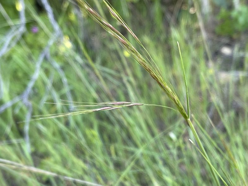 Nassella lepida, photographed by Dee Shea Himes