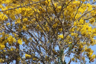 Roseodendron donnell-smithii, photographed by Jalil R.