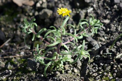 Harmonia nutans, photographed by Arvel Hernandez