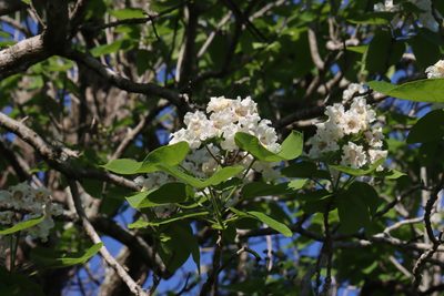 Catalpa bignonioides, photographed by Rich Sommer