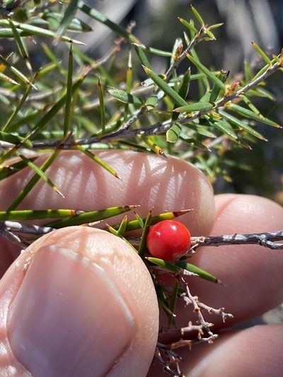 Acrothamnus melaleucoides, photographed by Greg Tasney