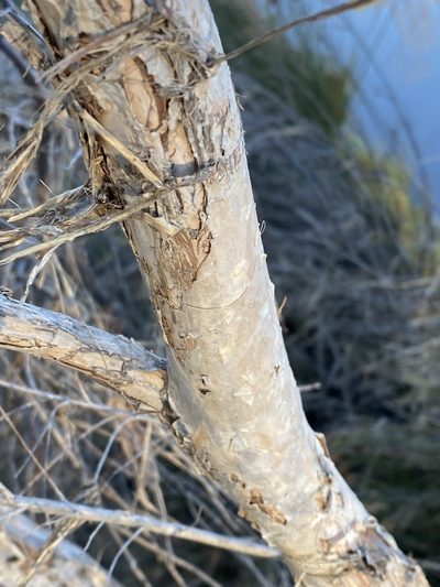 Melaleuca alternifolia, photographed by Greg Tasney