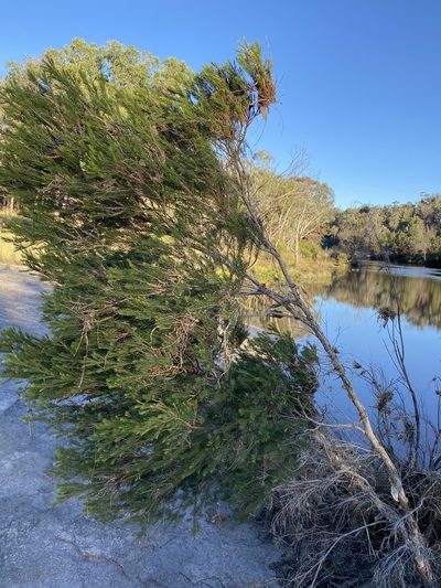 Melaleuca alternifolia, photographed by Greg Tasney