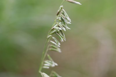 Melica nitens, photographed by samlutfy