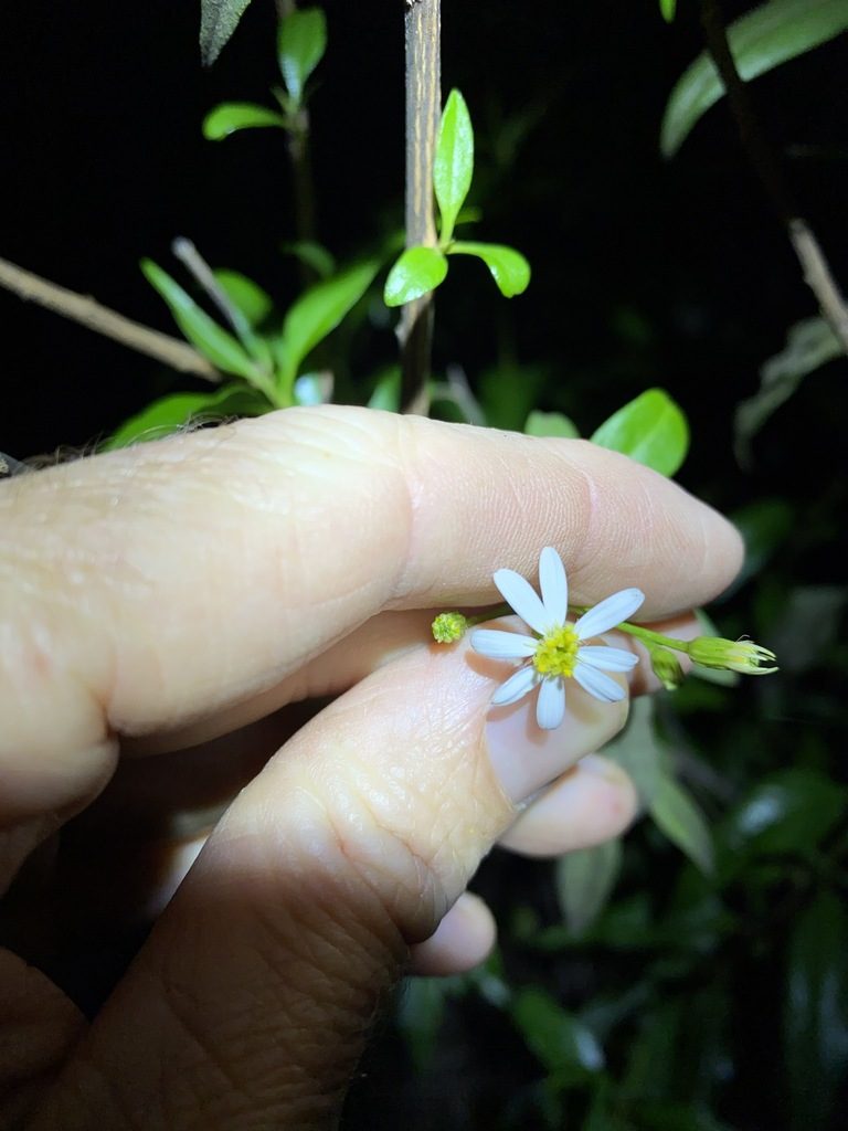 Phaseolaster fulgens, photographed by Greg Tasney