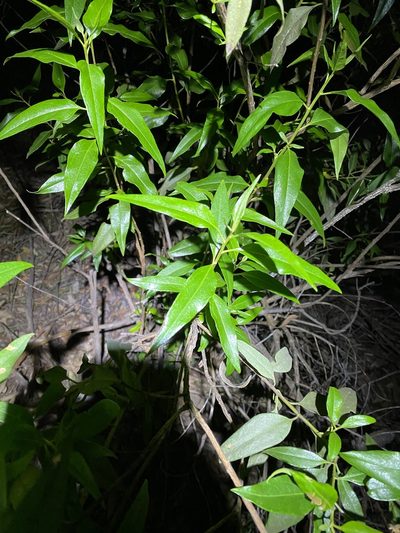 Phaseolaster fulgens, photographed by Greg Tasney