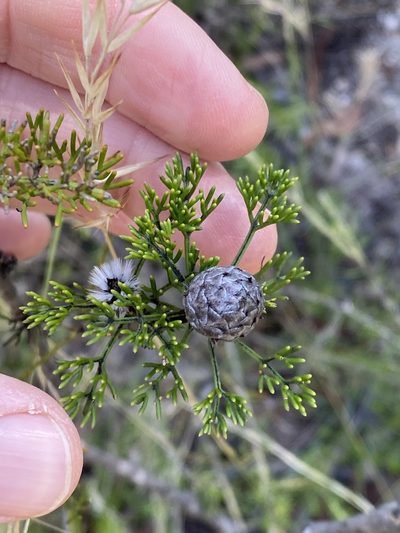 Petrophile canescens, photographed by Greg Tasney