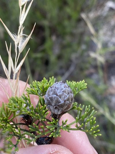 Petrophile canescens, photographed by Greg Tasney