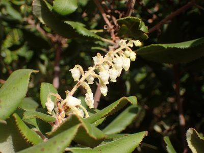 Comarostaphylis diversifolia, photographed by George Williams