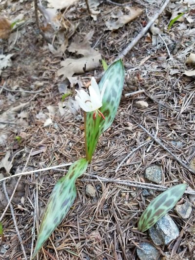 Erythronium citrinum, photographed by Jonathan Curley