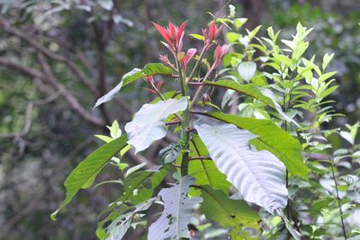 Saurauia tristyla, photographed by Agnes Trekker