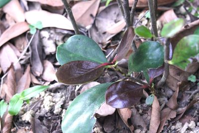 Ternstroemia kwangtungensis, photographed by Agnes Trekker