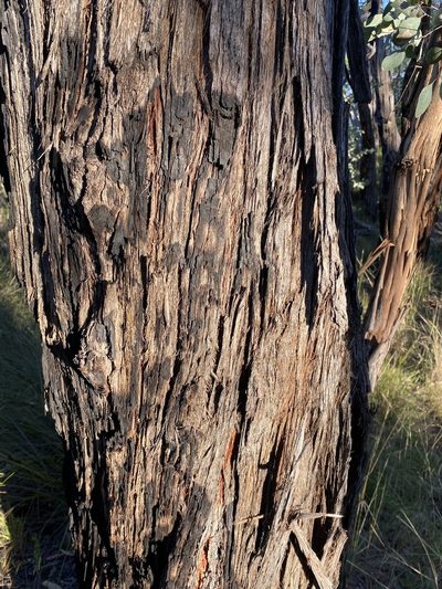 Eucalyptus youmanii, photographed by Greg Tasney