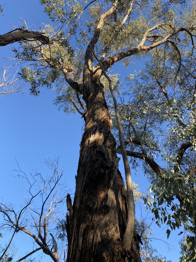 Eucalyptus youmanii, photographed by Greg Tasney