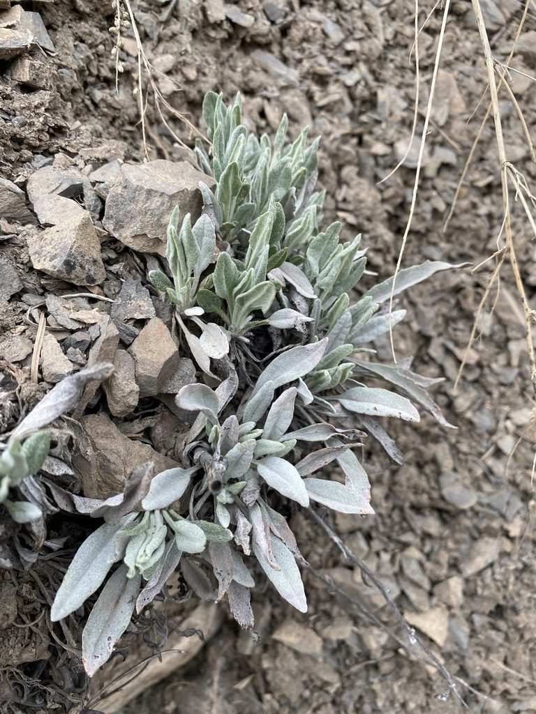 Physaria occidentalis, photographed by Matt Berger