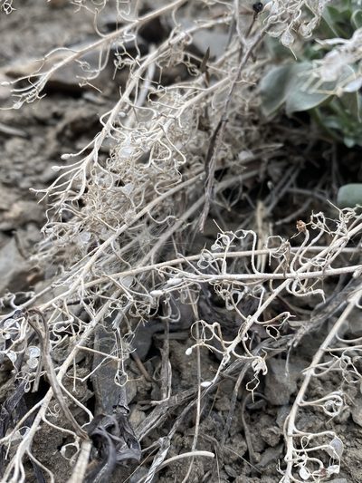 Physaria occidentalis, photographed by Matt Berger